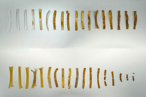 Abbau von Bakterien-TPU (unten) und konventioneller Prozess (Foto: ucsd.edu)