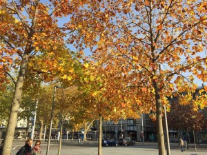 Bäume in Zürich: Große Artenvielfalt in der Stadt nachgewiesen (Foto: Peter Longatti, wsl.ch)