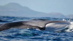 Mit modernsten Methoden soll das sonst unsichtbare Leben der Wale erforscht werden (© CW Azores)