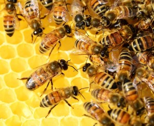 Bienen: Fokus der Imker liegt bisher nur auf Honig und Wachs (Foto: PollyDot, pixabay.com)