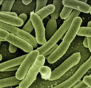 Unter dem Mikroskop: Mit Unter dem Mikroskop: Mit