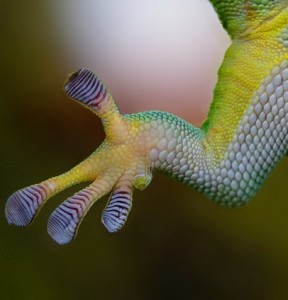 Gecko-Füße: dienen als Vorbild für rutschfeste Sohlen (Foto: R. und P. Skitterians, pixabay.com) Gecko-Füße: dienen als Vorbild für rutschfeste Sohlen (Foto: R. und P. Skitterians, pixabay.com)