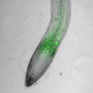 Fluoreszierendes Protein: Dieses zeigt den Weg der Botenstoffe (Foto: uq.edu.au)