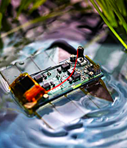 Roboter-Wurm: Dieser paddelt zielsicher durch ein Reisfeld (Foto: epfl.ch/labs/lmts)