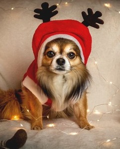 Verkleideter Hund: Kinder sind Garanten für lustige Erlebnisse (Foto: Herbert, pixabay.com) Verkleideter Hund: Kinder sind Garanten für lustige Erlebnisse (Foto: Herbert, pixabay.com)