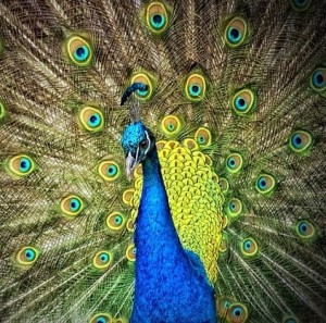 Pfau: Neues Display zeigt die feinsten Details (Foto: Peter Dargatz, pixabay.com)