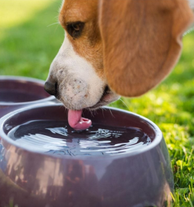 Hund: Öffentlich zugängliche Näpfe können eine Gefahr darstellen (Foto: tamu.edu)