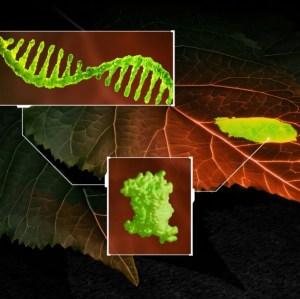Biosensor: Dieser signalisiert Gesundheit mit Fluoreszenz (Foto: Philip Gray, ornl.gov)