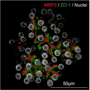Entwicklung eines Organoids aus Leberzellen (Bild: Toshiro Sato)