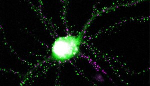 Neuron: Gentechnisch veränderte Proteine leuchten hell auf (Foto: Don Arnold, dornsife.usc.edu)