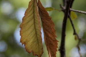 Durch Trockenheit verwelkte Eichenblätter (Foto: goodRanking)