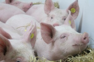 Hausschweine: Afrikanische Schweinepest für Tiere gefährlich (Foto: Lauren Cresser, pirbright.ac.uk)