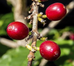 Kaffee: Aggressiver Käfer verschont Pflanze nur selten (Foto: João, pixabay.com)