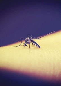 Moskito: Gelbsucht hilft effektiv gegen den Malaria-Erreger (Foto: pixabay.com)