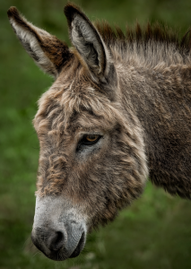 Esel: Tiere erweisen sich bei der Abwehr von Zecken als nützlich (Foto: Angela, pixabay.com)