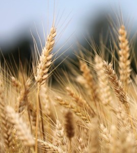 Weizen: Nach der Ernte wird das Stroh zum Rohstoff für Kleidung (Foto: Goran Horvath, pixabay.com)