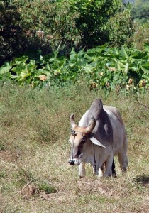 Zebu-Rind: Haaranalyse identifiziert die besten Tiere (Foto: DEZALB, pixabay.com)