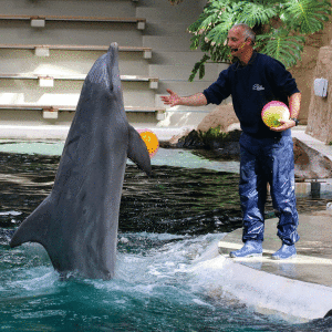 Training im Delfinarium Duisburg: Pro Life kritisiert Haltung (Foto: delfinarium-zoo-duisburg.de)