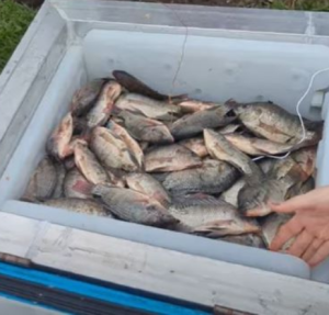In dieser Box bleiben Fische lange frisch (Foto: linktr.ee/rad_links)