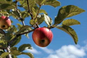 Gezielter Obstbaumschnitt steigert die Qualität und die Menge der Früchte (Foto: goodRanking)