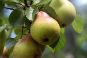 Reife Früchte an einem Birnen-Spalierbaum (Foto: Pawel Kowalczyk)