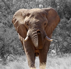 Elefant: Seine Ohren dienen als Vorbild für Klimaanlagen (Foto: Philip von Geyr, pixabay.com)