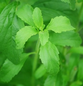 Stevia-Pflanze: Forscher sehen darin ein natürliches Krebsmedikament (Foto: pixabay.com)