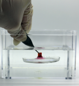Unterwassertest des neuen Haftungssystems im Labor des MIT (Foto: mit.edu)