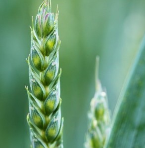 Weizen: Pilze im Boden machen Getreide nahrhafter (Foto: pixabay.com, PublicDomainPictures)