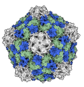 CPMV: Laut Forschern eine potenziell wirkungsvolle Waffe gegen Krebs (Illustration: ucsd.edu)