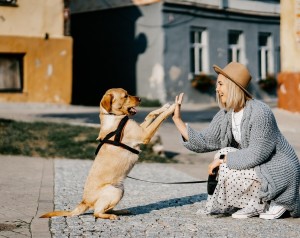 Frau mit Hund: Tierversicherungen sind online gefragt (Foto: pixabay.com, ZigmarsBerzins)