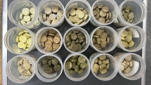 Invasives Unkraut: Pellets wären marktreif (Foto: Bruno de Almeida Moreira)