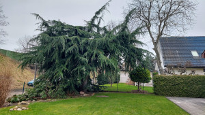 Fachgerechter Baumschnitt notwendig? (Foto: Baumpflege Kasper GmbH)