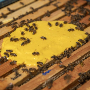 Spezialnahrung: Diese hält viele Bienenvölker dauerhaft gesund (Foto: ox.ac.uk)
