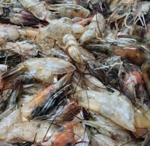 Garnelenabfälle: sollen gegen die Erderwärmung helfen (Foto: Haif Al-Jomard, sharjah.ac.ae)