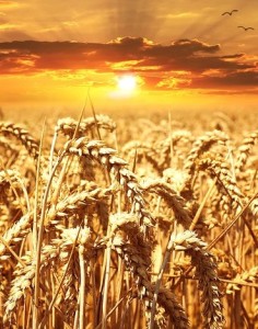 Gentechnisch veränderter Weizen: muss nicht mehr gedüngt werden (Foto: Petra, pixabay.com)