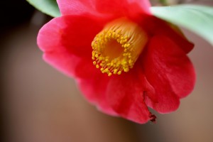 Kamelie: Pollen schützen effektiv vor der Sonne (Foto: pixabay.com, Annette Meyer)