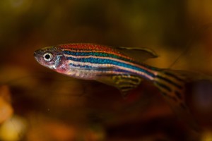 Zebrafisch: Tiere reagieren direkt auf ihre Umwelt (Foto: pixabay.com, Petr Kuznetsov)