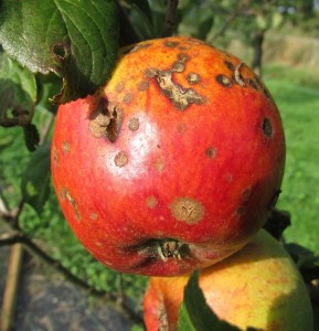 Fauler Apfel: Biomüll lässt sich in Wertstoffe verwandeln (Foto: Bill Kasman, pixabay.com)