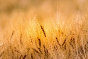 Weizen: Fungizid-Einsatz in der Landwirtschaft hat seine Schattenseiten (Foto: pixabay.com, John)