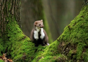 Die kleinen Nagetiere machen viel Ärger, wenn's ums Auto geht (Foto: Zdeněk Macháček/Unsplash)