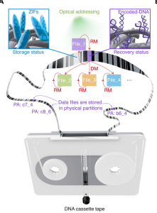 Schematische Darstellung der neuen DNA-basierten Datenspeicherung (Illustration: Li et al.)