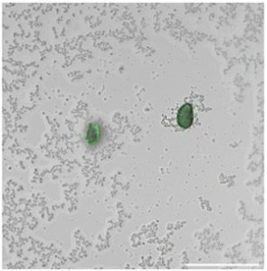 Mikroplastik wird durch Fluoreszenz sichtbar (Foto: Song Lin Chua, polyu.edu.hk)