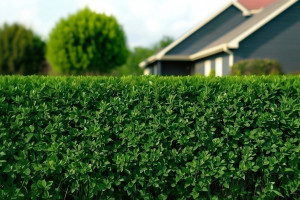 Eine fachgerecht zugeschnittene Hecke (Foto: goodRanking)