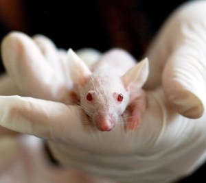 Labormaus: Natürliches Molekül Lac-Phe hilft beim Abnehmen (Foto: pixabay.com, tiburi)
