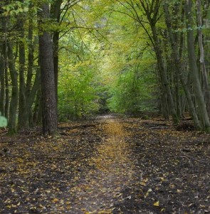 Wald: Aus Bäumen werden Wärmedämmmaterialien (Foto: Christian Niklis, pixabay.com)