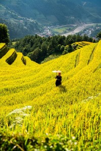 Reisanbau: belastet die Unwelt bald weniger (Foto: chiến nguyễn bá, pixabay.com)