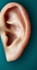 Ohr: ist bei KI-Stimmen zusehends überfordert (Bild: Bastian Riccardi, pixabay.com)
