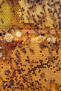 Waben: Hier finden sich Wirkstoffe für die Gesundheit der Bienen (Foto: Tom, pixabay.com)