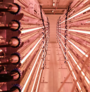 In dieser Anlage werden Rudefußkrebse gezüchtet (Foto: cfeed.no)